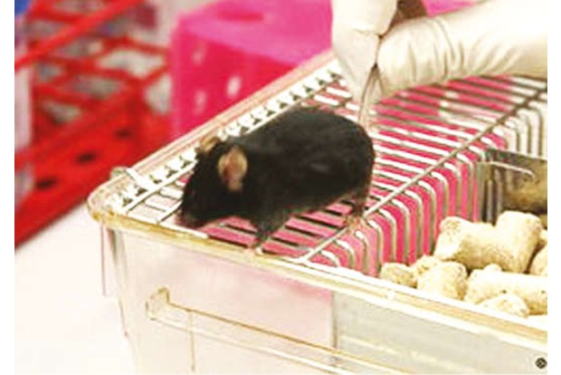 Animal tests ban banks on Switzerland votes