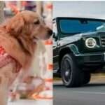 Ambani Family's 'Happy' is in the headlines, travels in this luxury SUV worth Rs 4 crore, know its s...
