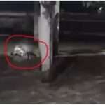 Haridwar: A Scorpio from UP fell into the Ganga, four passengers were trapped inside; there was a lo...